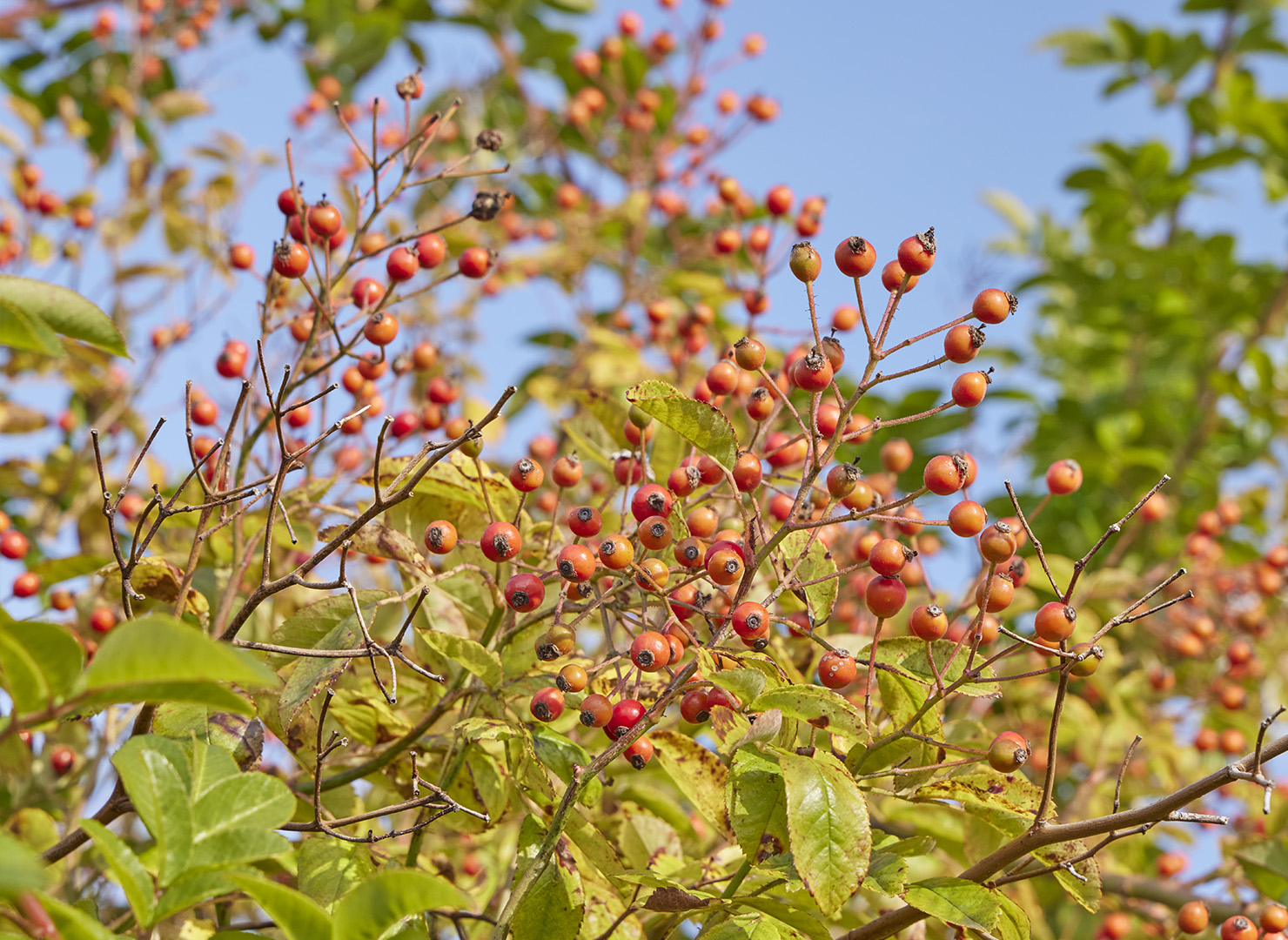 つくし野ばら – Rosa multiflora var.adenochaeta | 姫野ばら園八ヶ岳農場