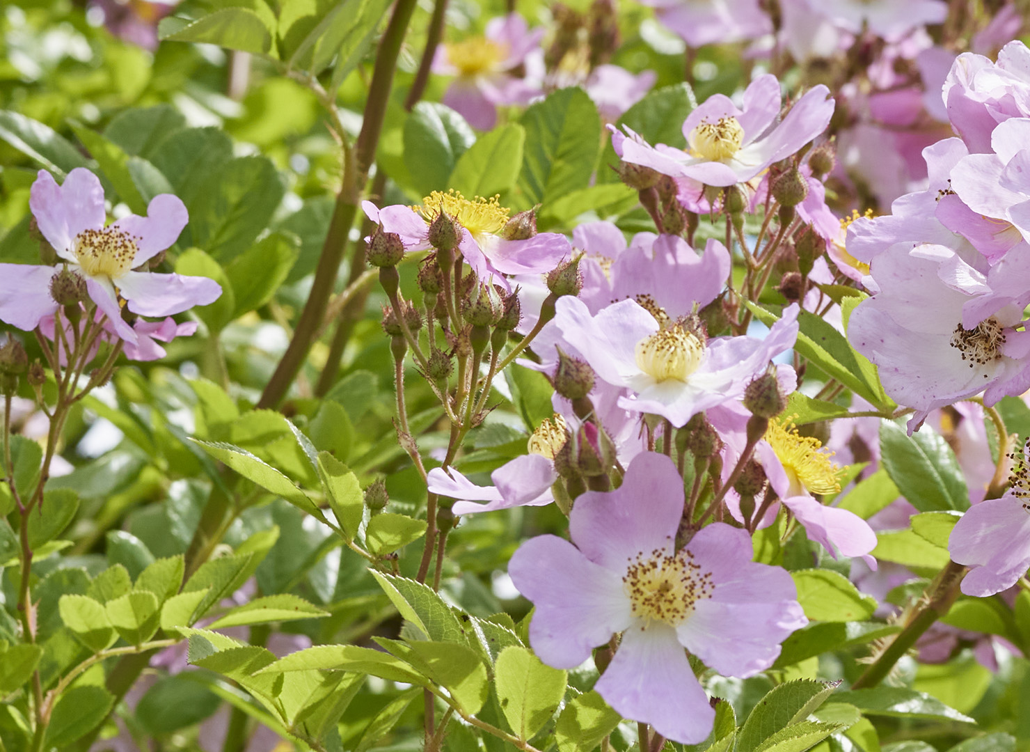 つくし野ばら - Rosa multiflora var.adenochaeta