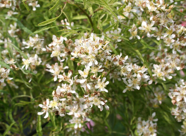 しょうのすけばら – Rosa multiflora watsoniana