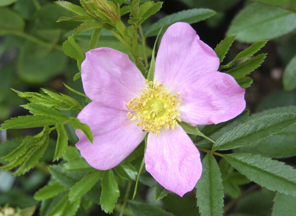 ロサ ニティダ – Rosa nitida