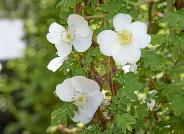 ロサ オメイエンシス プテラカンサ – Rosa omeiensis pteracantha