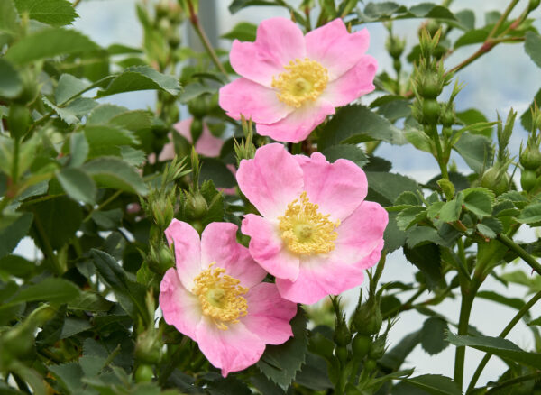 ロサ ペンデュリナ ブルゴーニュ – Rosa pendulina bourgogne