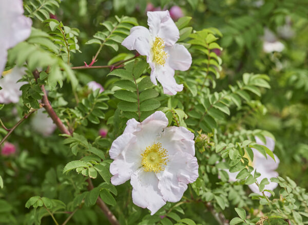 さんしょうばら – Rosa roxburghii hirtula