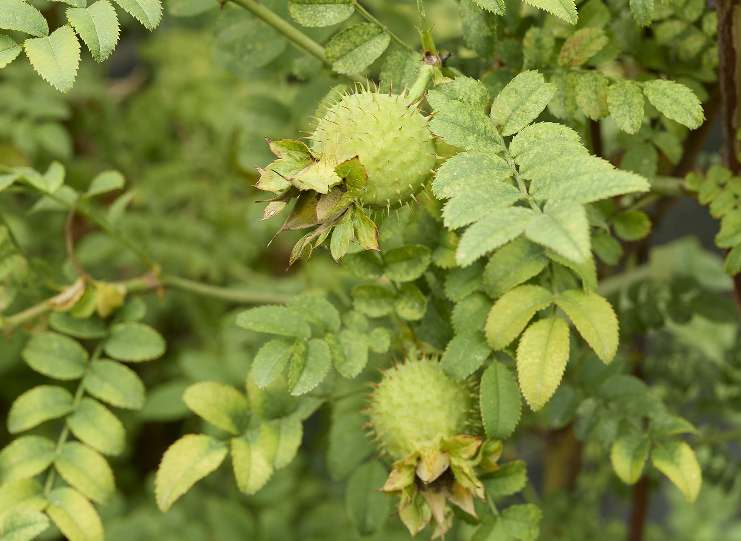 さんしょうばら - Rosa roxburghii hirtula