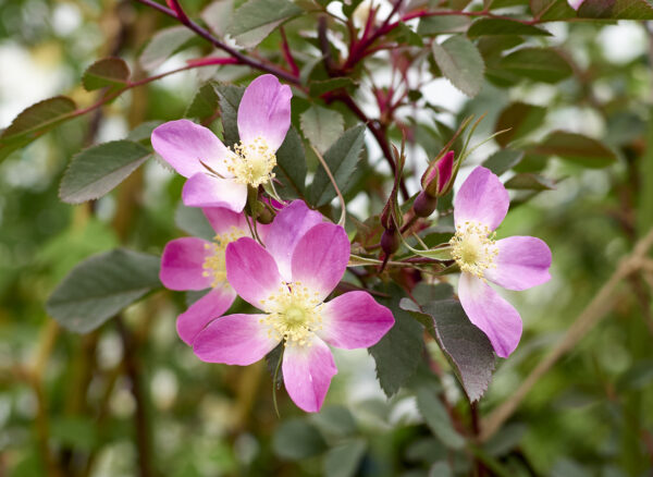 ロサ ルブリフォリア – Rosa rubrifolia