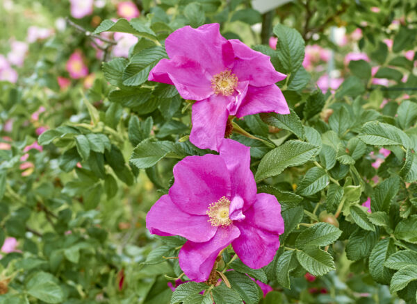 ロサ ルゴサ 一重 – Rosa rugosa