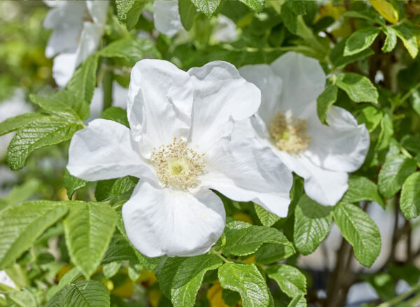 ロサ ルゴサ アルバ – Rosa rugosa Alba