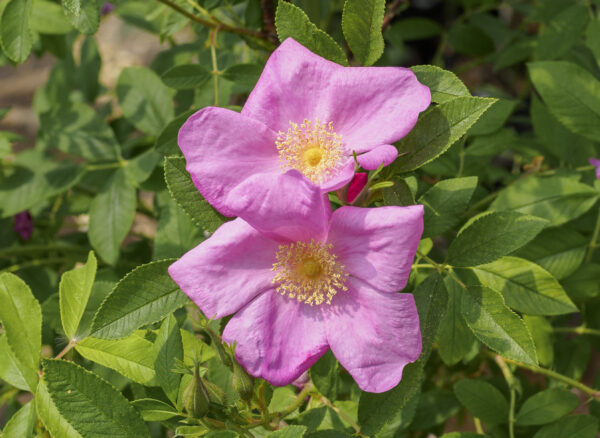 ロサ ルゴサ カロカルパ – Rosa rugosa calocarpa