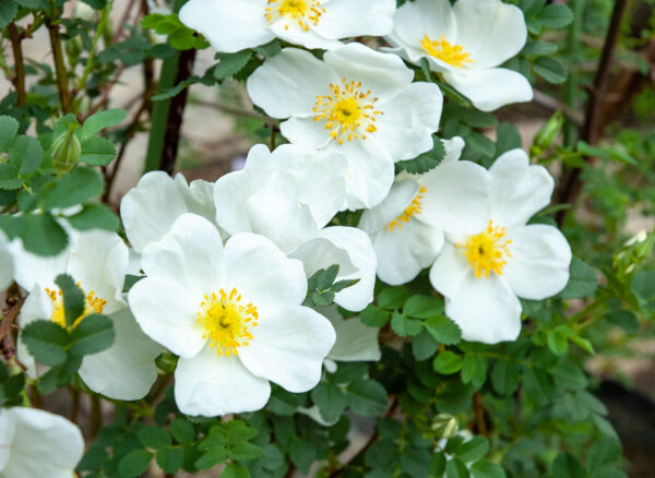 ロサ スピノシシマ – Rosa spinosissima