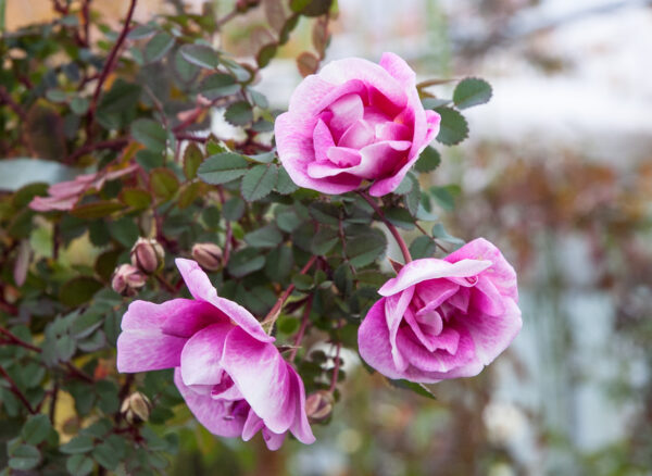 ロサ スピノシシマ ビカラー – Rosa spinosissima bicolor