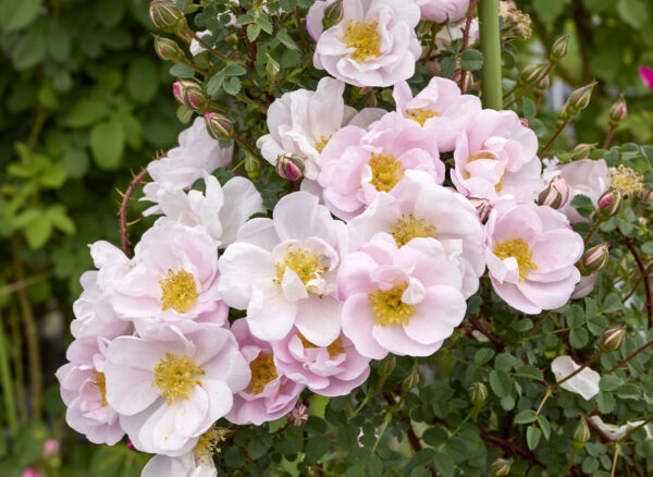 ロサ スピノシシマ ダブル ピンク – Rosa spinosissima Double Pink