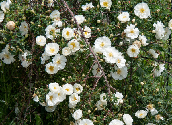 ロサ スピノシシマ ダブル ホワイト – Rosa spinosissima Double White