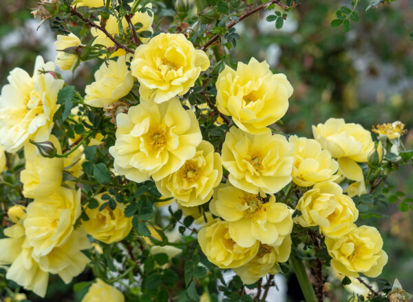 ロサ スピノシシマ ダブル イエロー – Rosa spinosissima Double Yellow