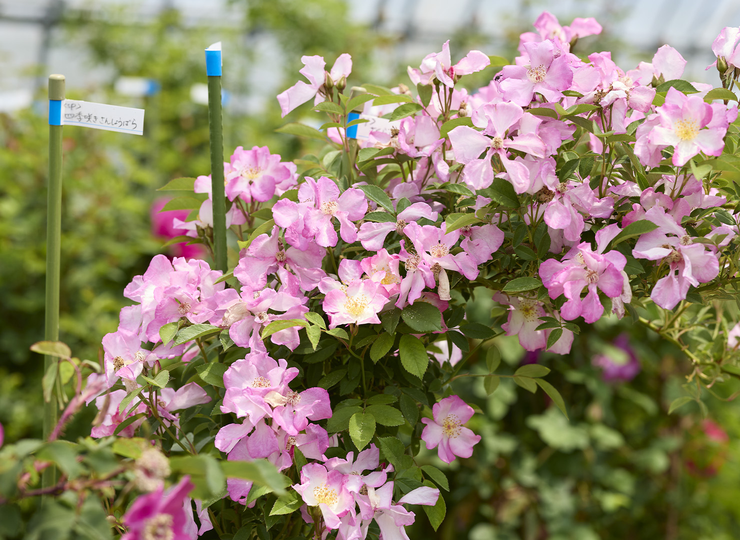 さくらいばら - Rosa uchiyamana