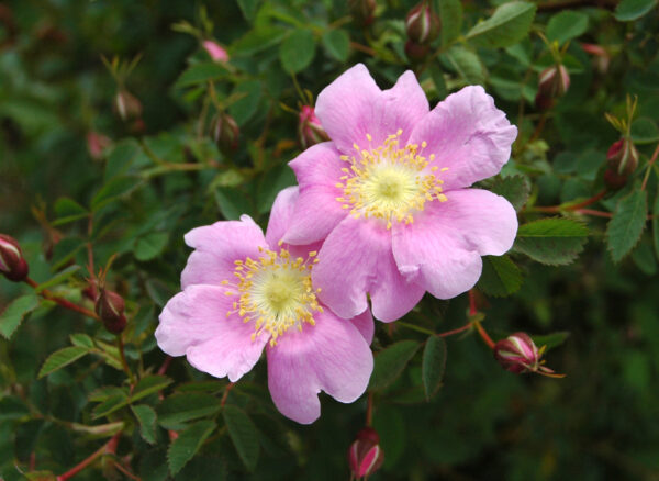 ロサ ウッドシー フェンドレリー – Rosa woodsii fendleri