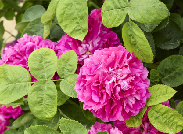 ピッカリング フォー シーズンズ ローズ – Pickering Four Seasons