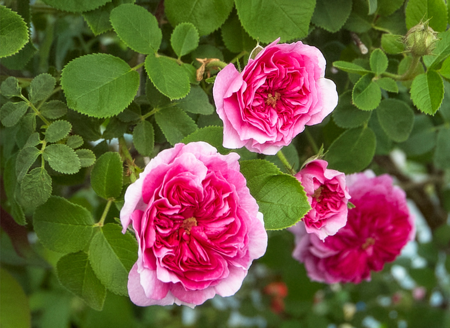 ルッセリアーナ - Russelliana