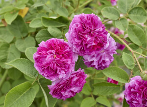 ルッセリアーナ - Russelliana