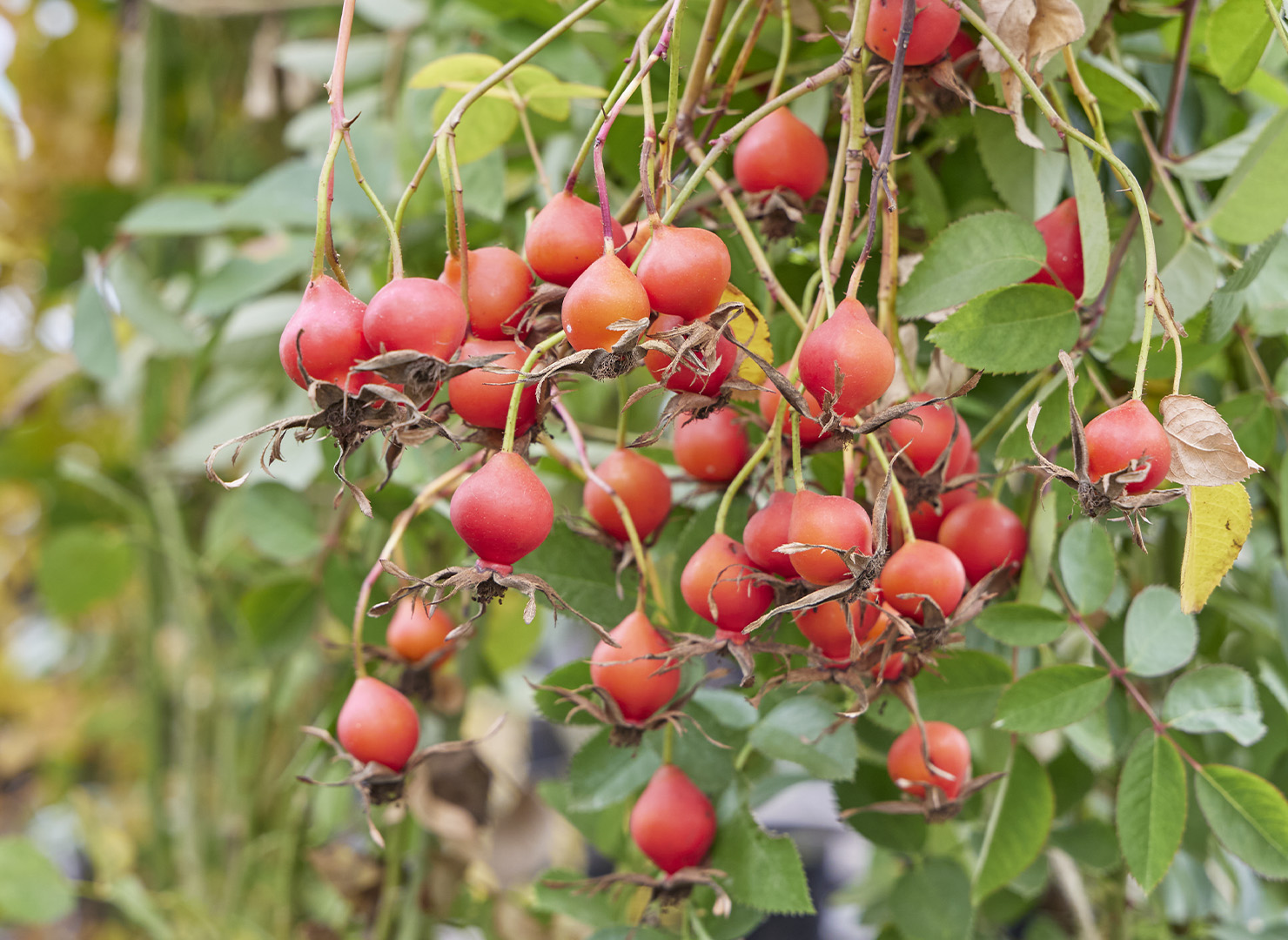 シャルラッハ グルート - Scharlachglut