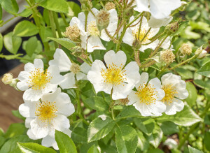 つくし野ばら 白一重 - Shiro tsukushi