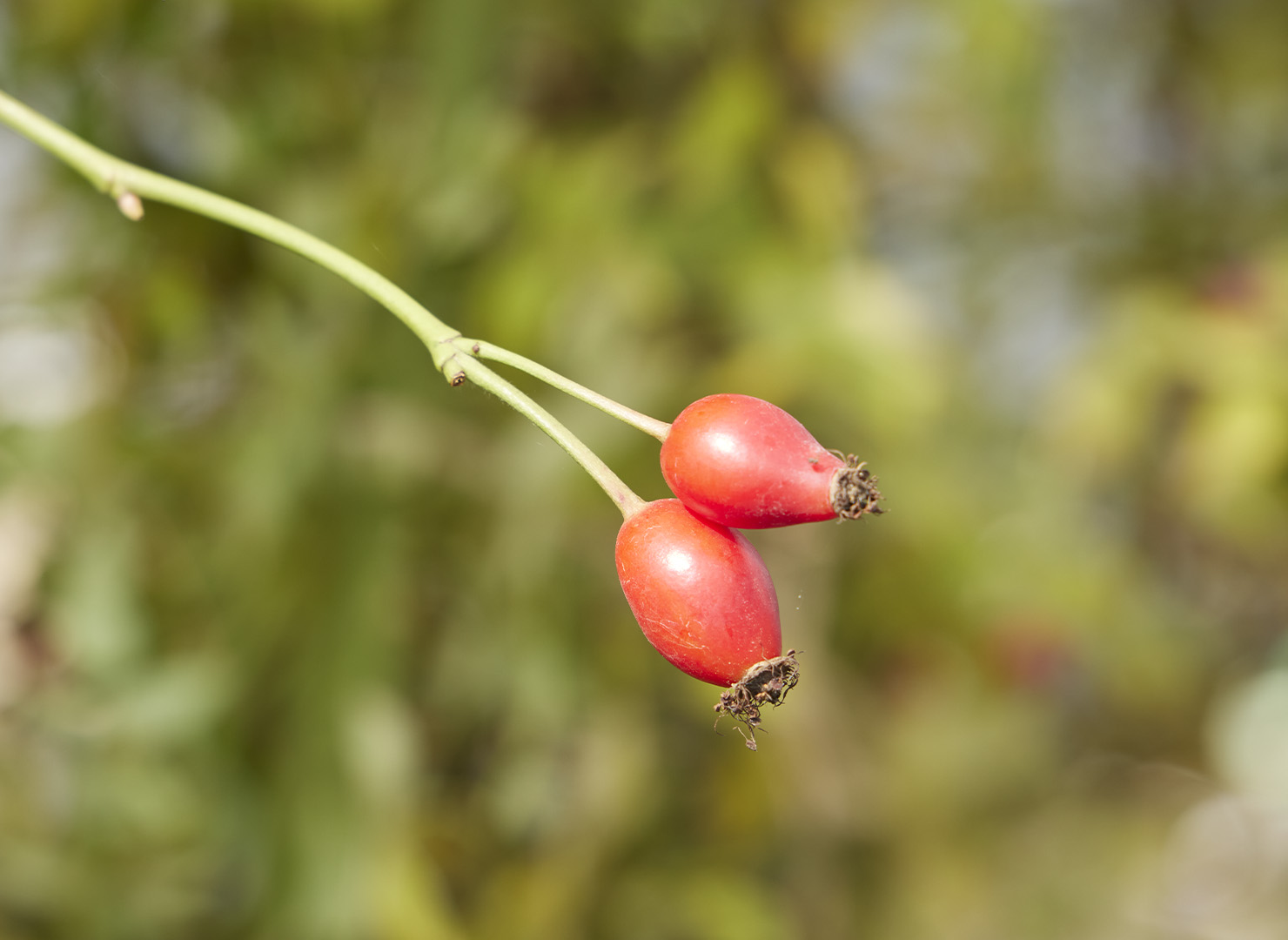 つくし野ばら 白一重 - Shiro tsukushi