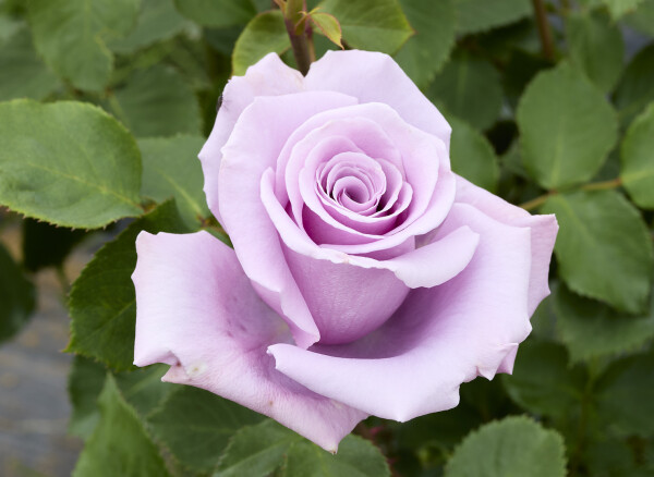 スターリング シルバー – Sterling Silver