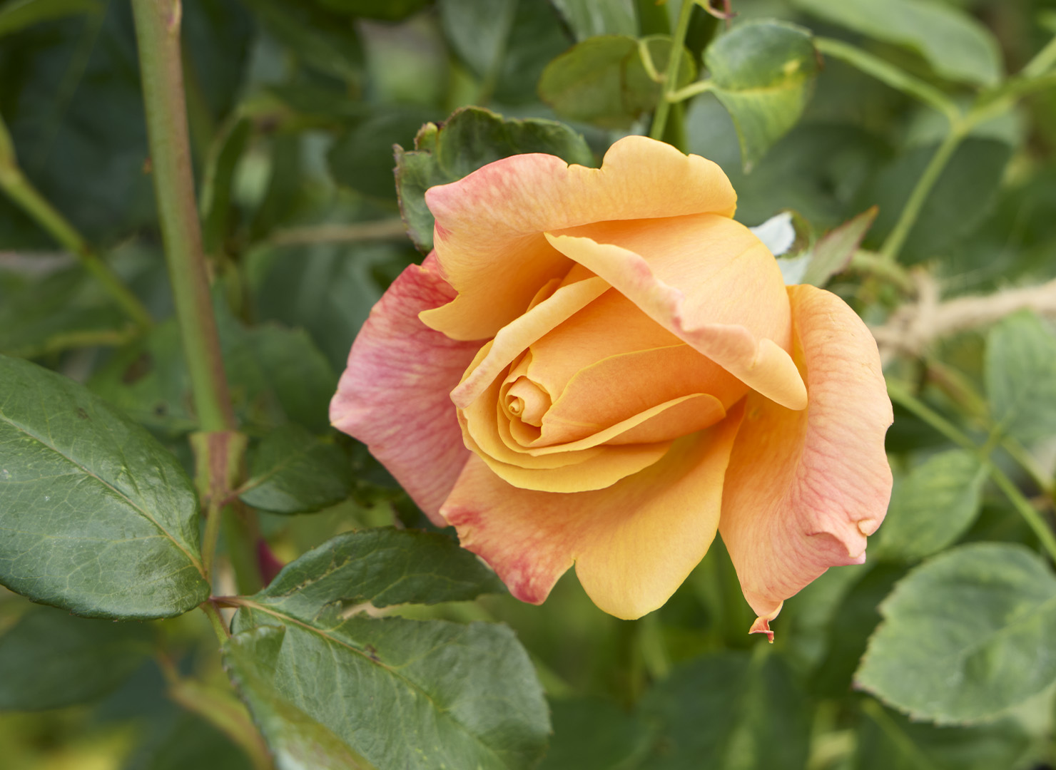 サッターズ ゴールド - Sutter's Gold