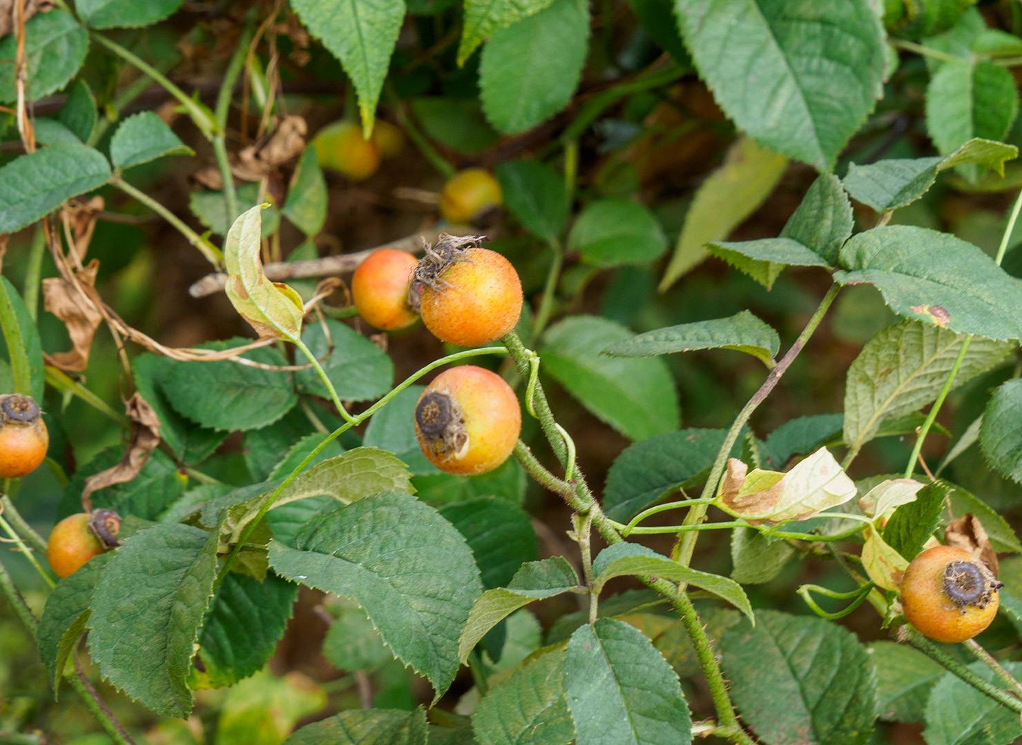 ヴィオラセ - Violacea