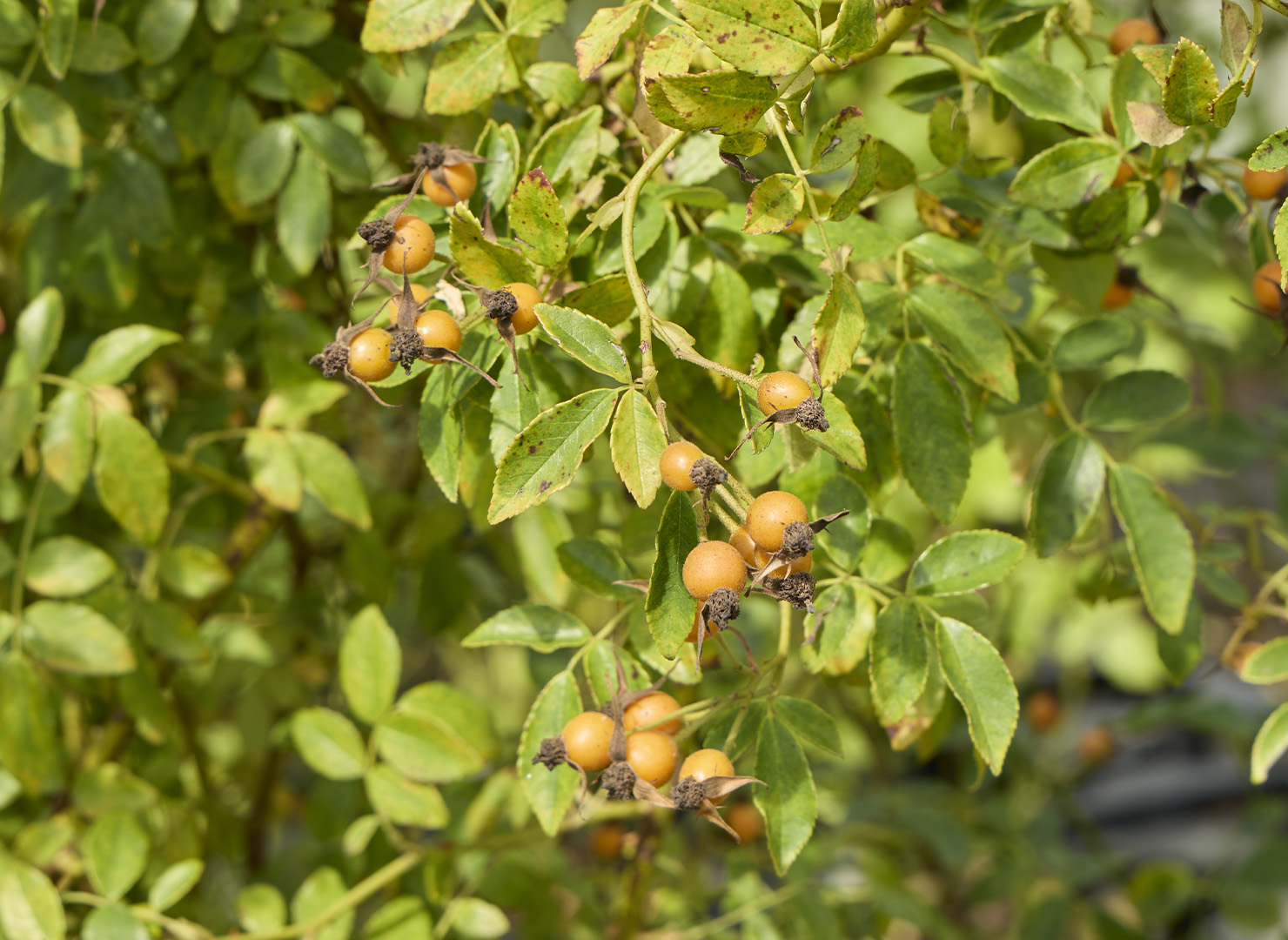 ウェディング ディ - Wedding Day