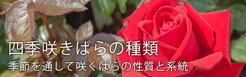 四季咲きばらの種類 – 季節を通して咲くばらの性質と系統