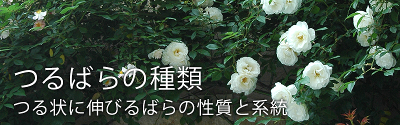 つるばらの種類 – つる状に伸びるばらの性質と系統