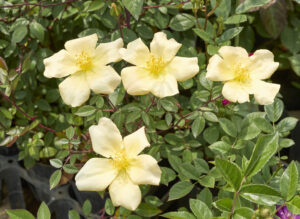 バミューダ イエロー ムタビリス - Bermuda Yellow Mutabilis