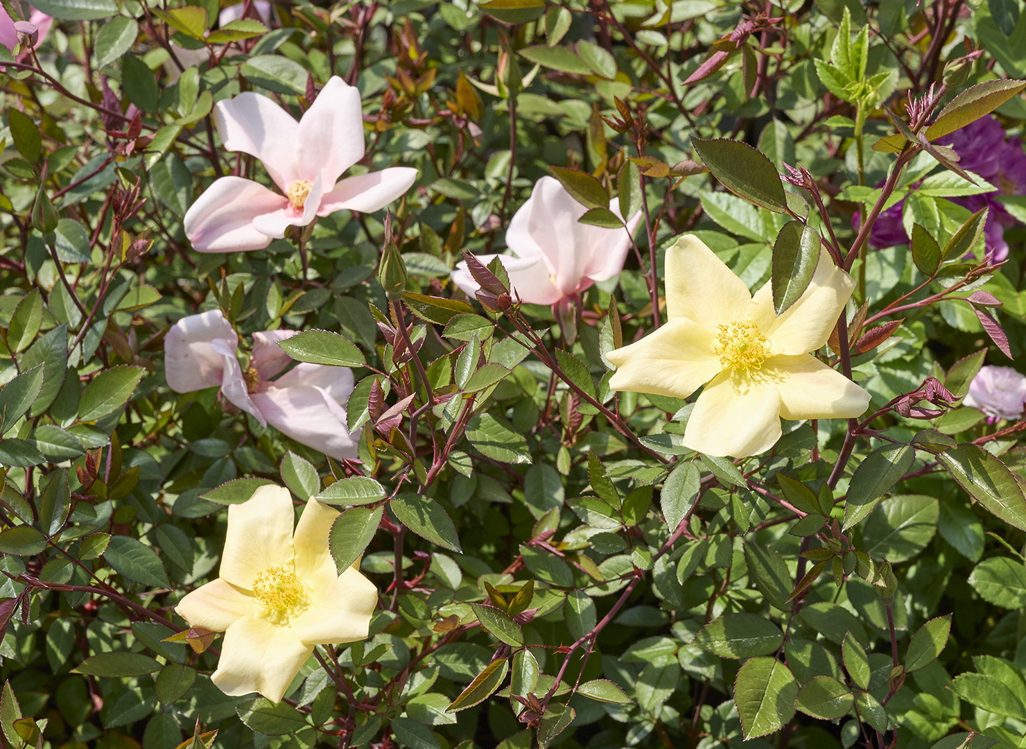バミューダ イエロー ムタビリス - Bermuda Yellow Mutabilis