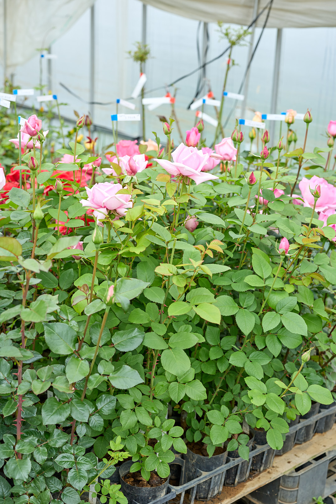 2025年5月6日 撮影：新苗「ラフランス」 最初のHT種として有名。花付き良好で香りの名花でもあります。