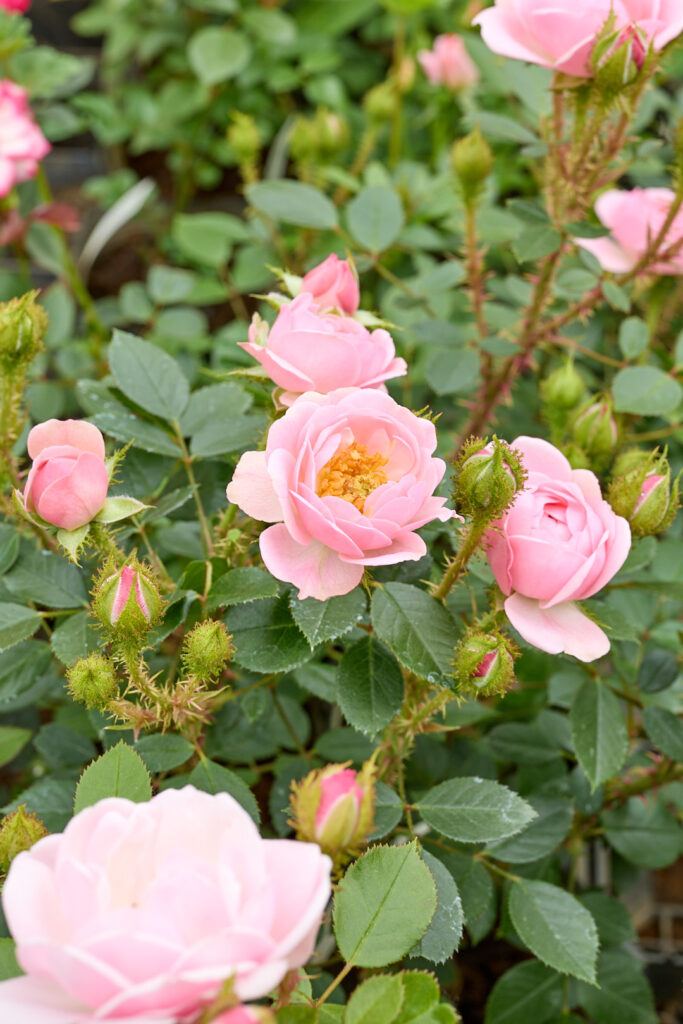 春咲き薔薇 F 抜き苗 つるバラ幼苗 「エクセルサ」 - メルカリ