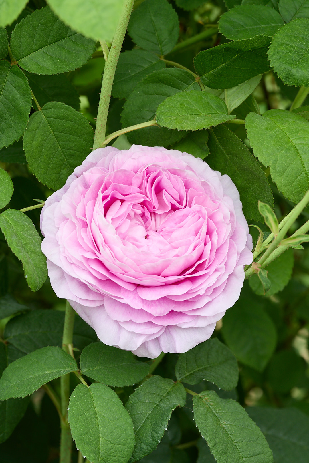 2025年5月22日 撮影：長尺苗「オウル」 古風な葉や枝振り、重厚な花はまさにオールドローズ。ダマスクの香りもよく、しなやかな枝振りは多くの場面で活躍できます。