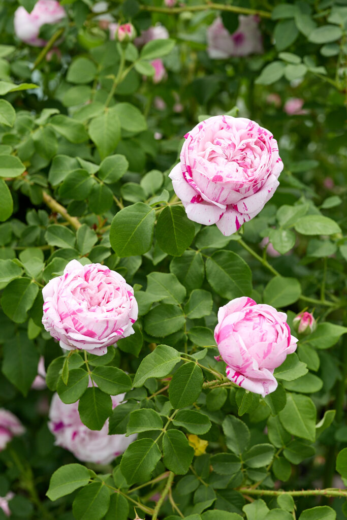 ロサ ルゴサ 一重 – Rosa rugosa | 姫野ばら園八ヶ岳農場