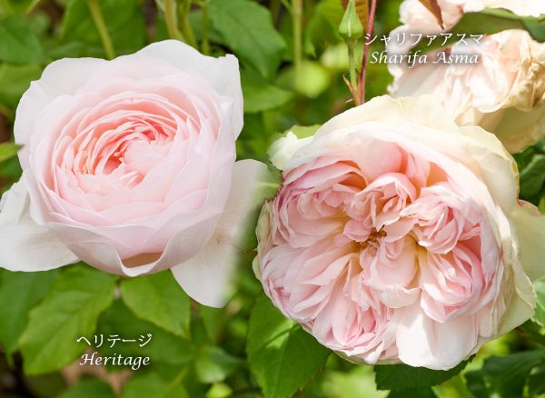 イングリッシュローズ