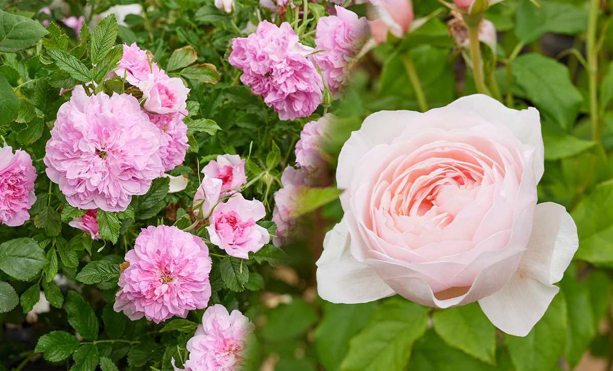 数量限定 イングリッシュローズの長尺苗を販売いたします