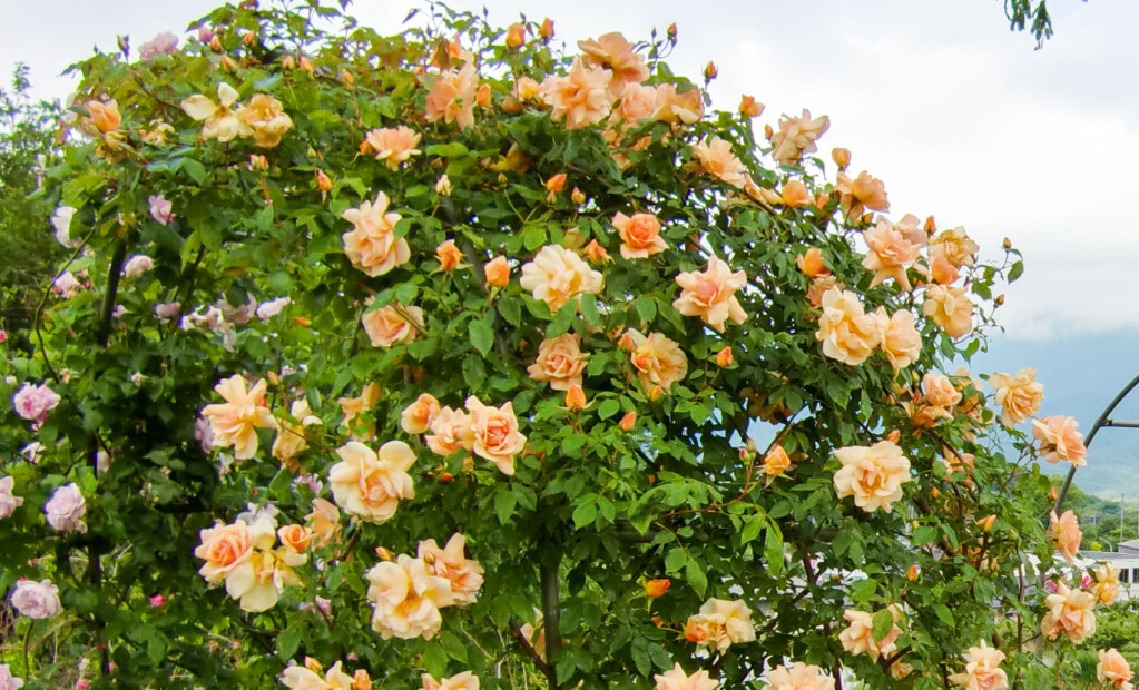 アーチ仕立てに適している品種の条件と具体例