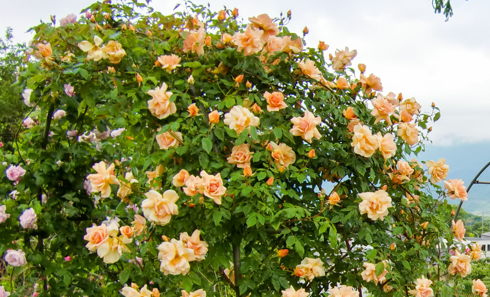 アーチ仕立てに適している品種の条件と具体例