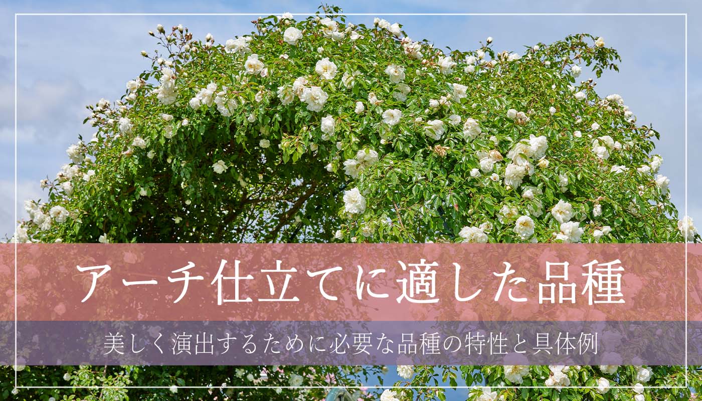 ホワイト クリスマス – White Christmas | 姫野ばら園八ヶ岳農場