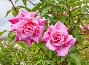 キャプテン フィリップ グリーン - Captain Philip Green