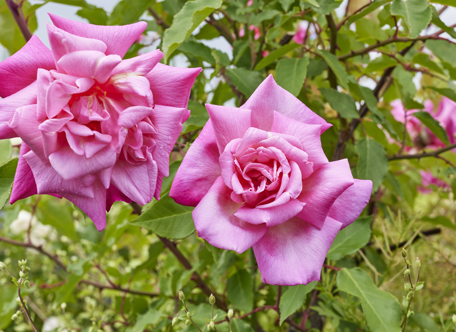 キャプテン フィリップ グリーン - Captain Philip Green