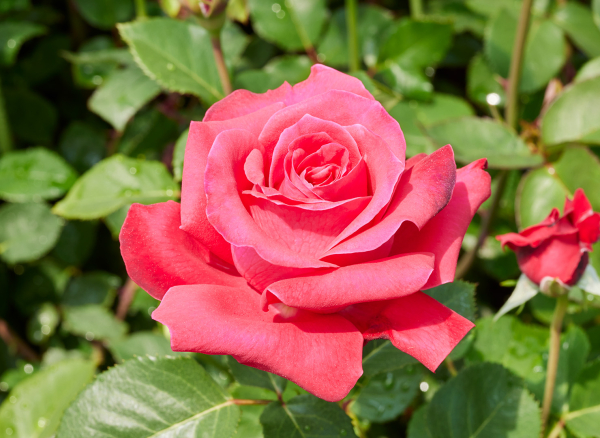 カール ヘルプスト – Karl Herbst