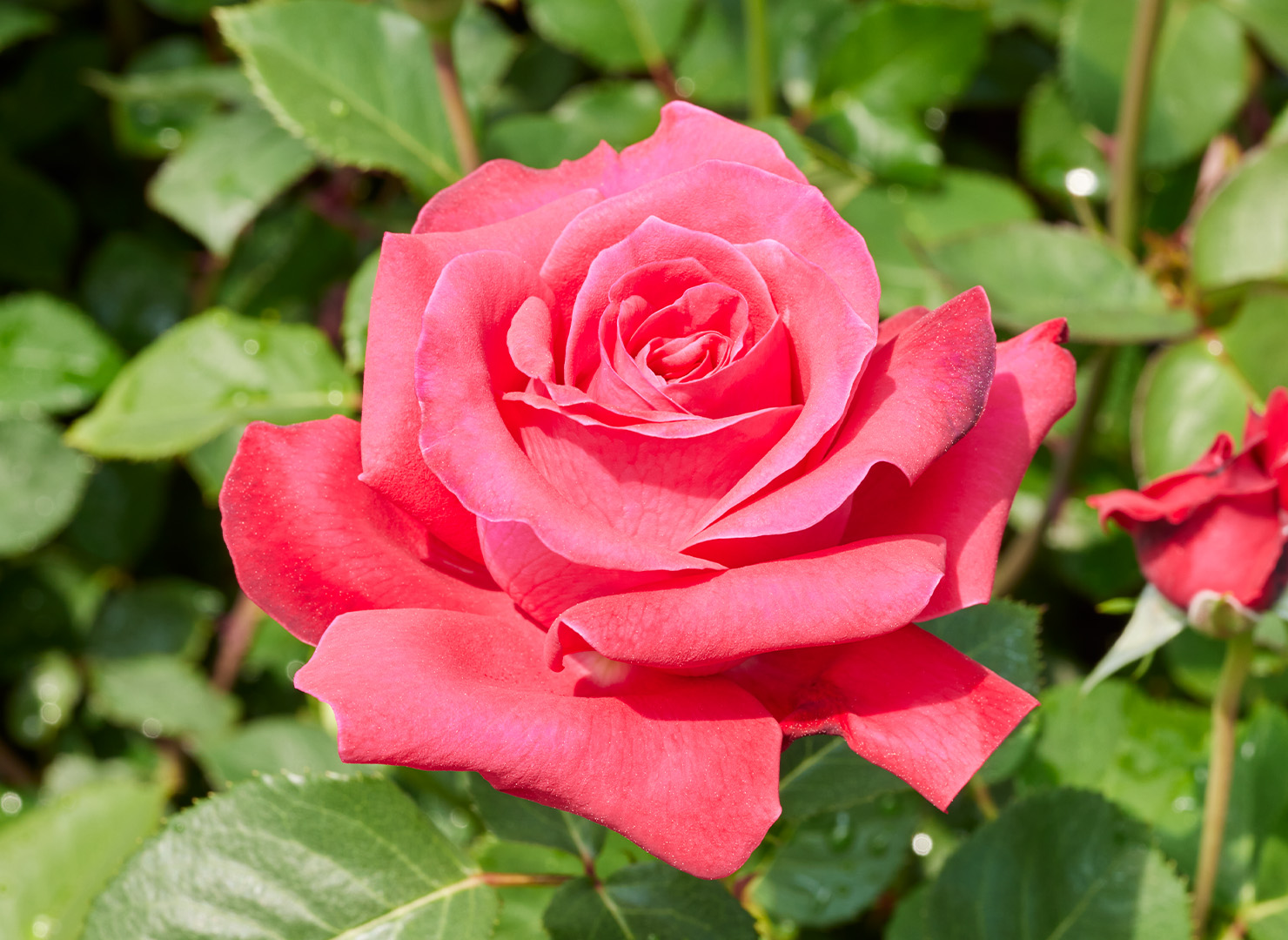 ルバイヤット - Karl Herbst