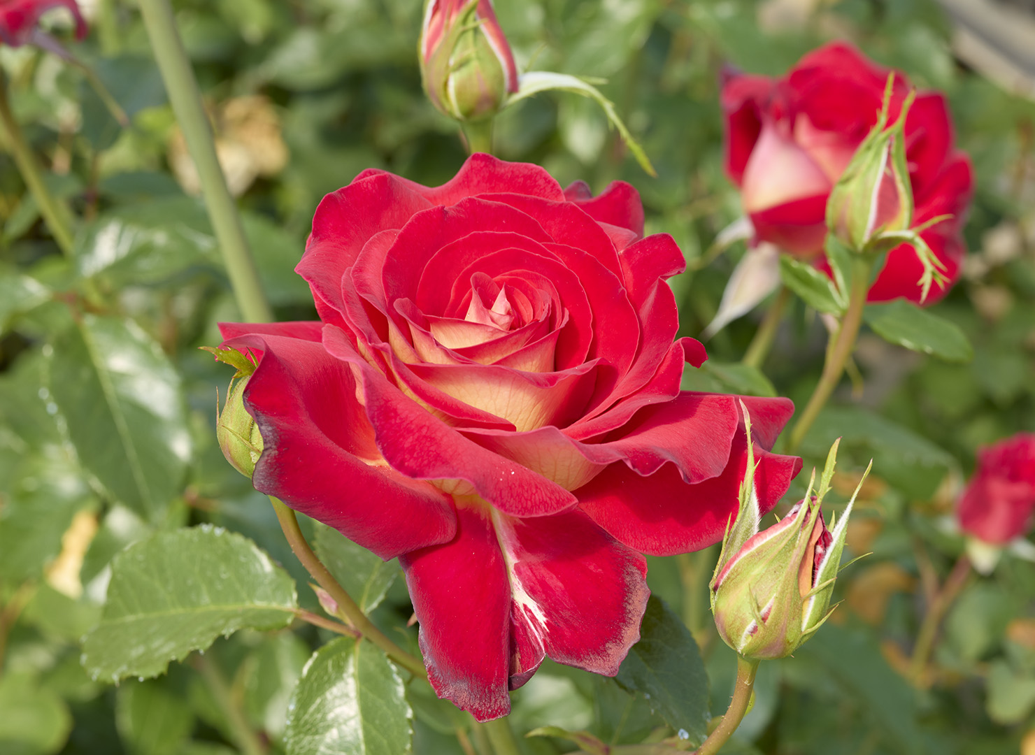 9条・希望 - Kiboh