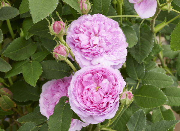 ルイ リール – Louis Lille