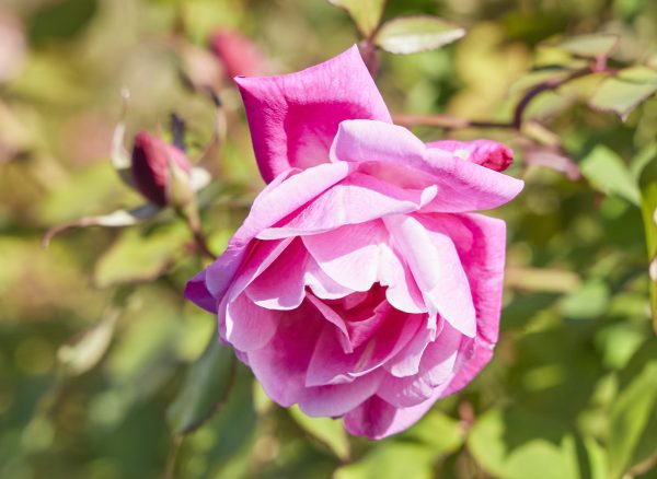 オールド ブラッシュ – Rosa Chinensis 'Old Blush' | 姫野ばら園