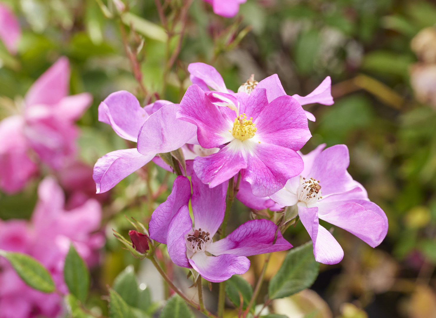 ナルタキ - Narutaki